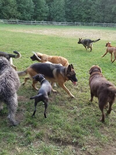 Easton Dog Park - Easton, CT