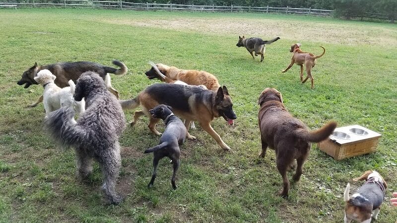 Easton Dog Park - Easton, CT