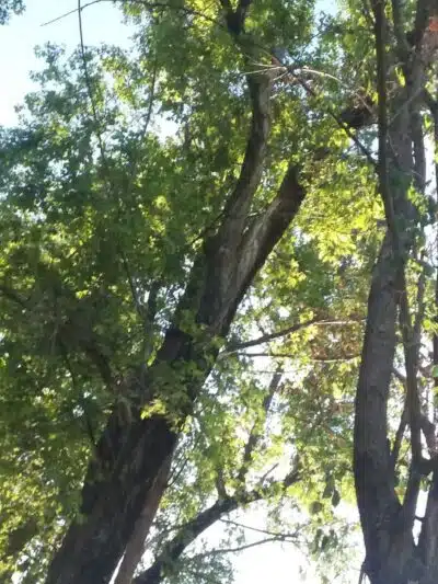 Martin Creek Dog Park - Edgerton, KS
