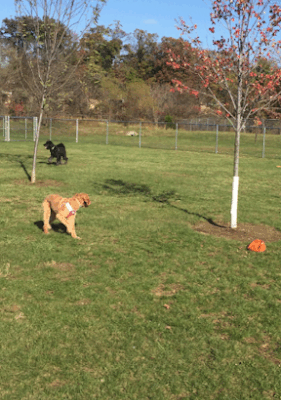 Edison-Metuchen Community Dog Park