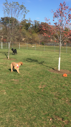 Edison-Metuchen Community Dog Park