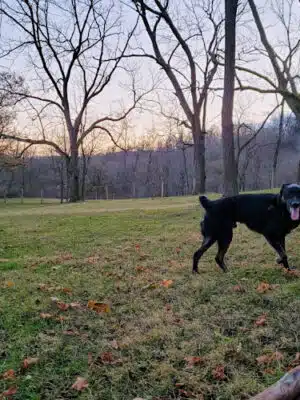 Mingo Creek Dog Park