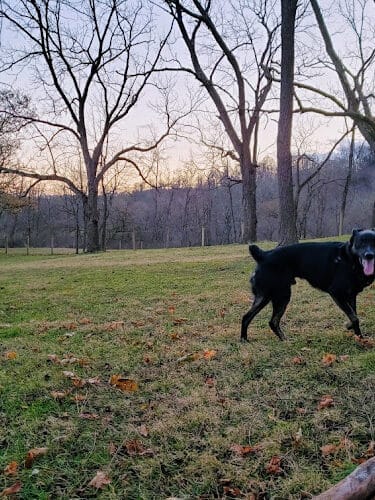 Mingo Creek Dog Park