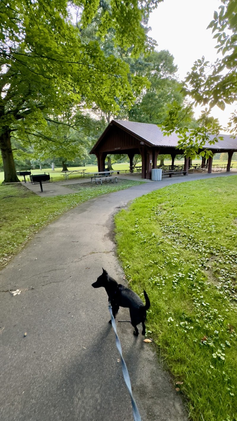 Black River Reservation Bur Oak - Elyria, OH