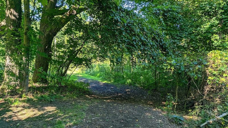 Black River Reservation Bur Oak - Elyria, OH