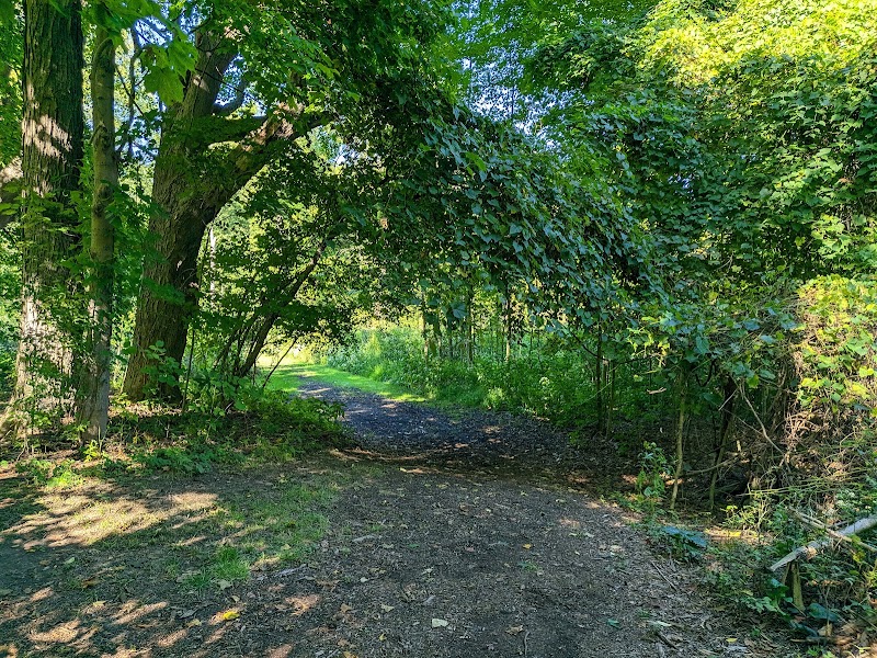 Black River Reservation Bur Oak - Elyria, OH