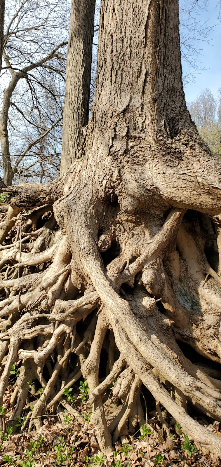Black River Reservation Bur Oak - Elyria, OH