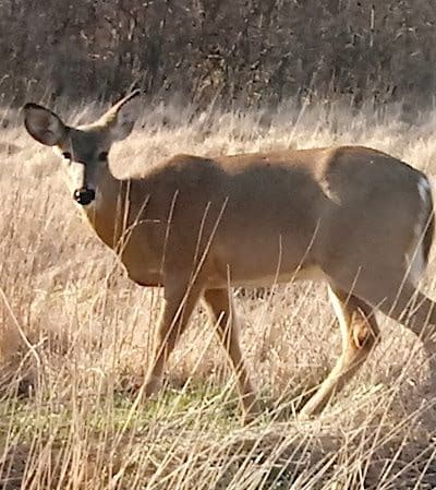 Black River Reservation High Meadows - Elyria, OH
