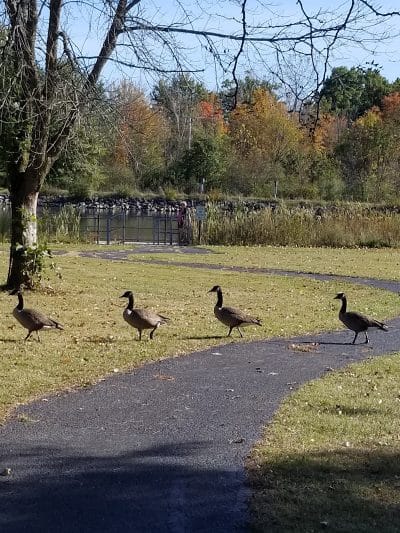 Carlisle Reservation Duck Ponds - Elyria, OH