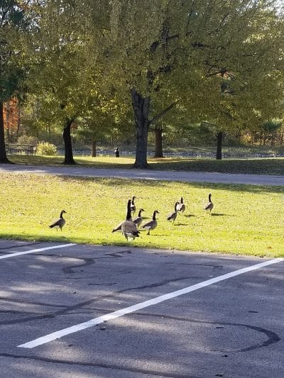 Carlisle Reservation Duck Ponds - Elyria, OH