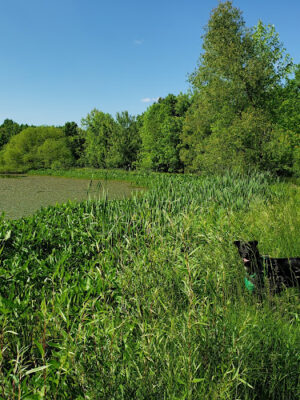 Carlisle Reservation Duck Ponds