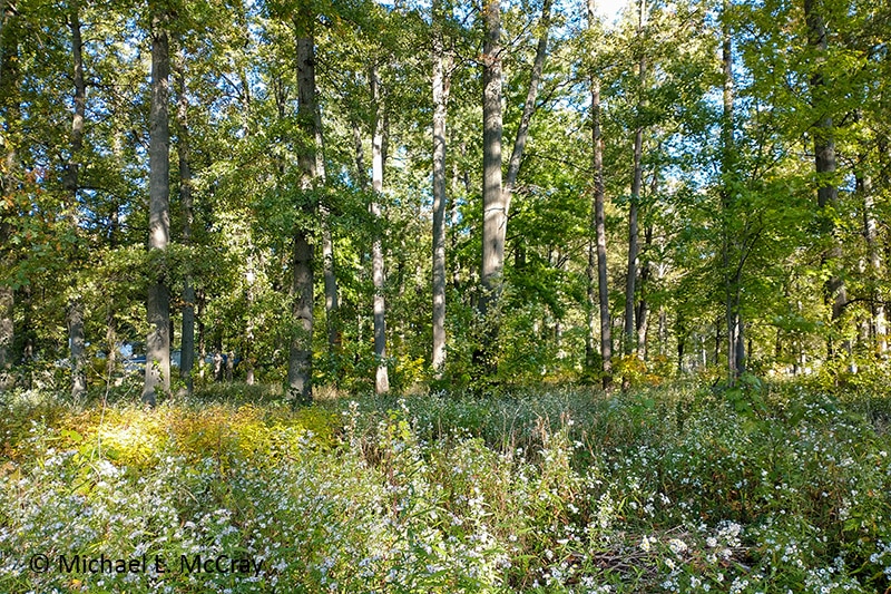 East Park - Elyria, OH