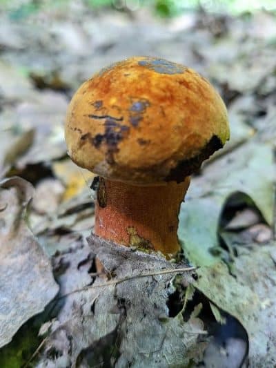 Finwood Forest Park - Elyria, OH