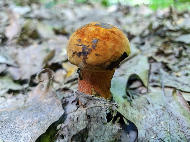 Finwood Forest Park - Elyria, OH