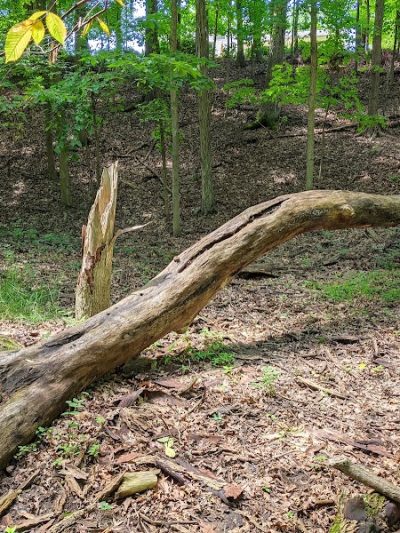 Finwood Forest Park - Elyria, OH