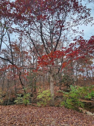 Finwood Forest Park - Elyria, OH