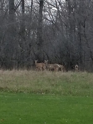 Lorain County Metro Parks High Meadows Shelter #1
