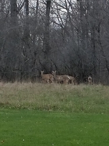 Lorain County Metro Parks High Meadows Shelter #1