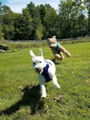 Shaker Field Dog Park