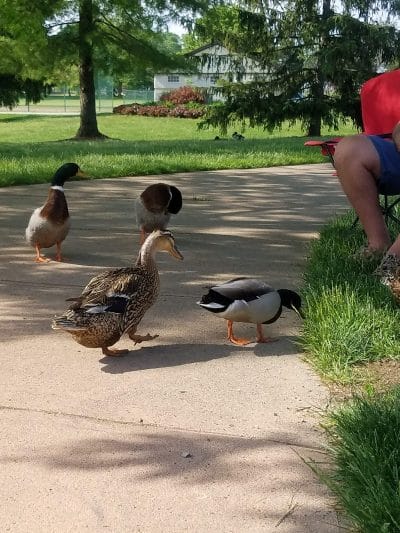 Centennial Park - Englewood, OH