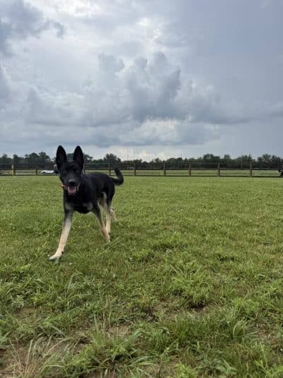Hobson Freedom Park Dog Park - Fairborn, OH