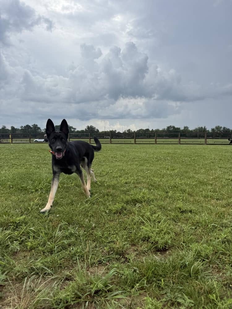 Hobson Freedom Park Dog Park - Fairborn, OH