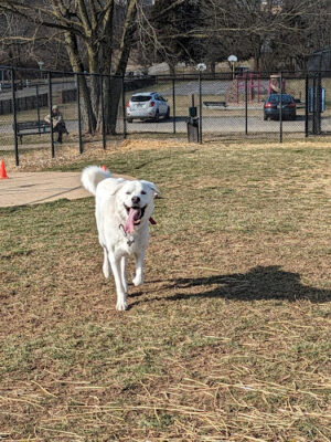 Sandhill Dog Park