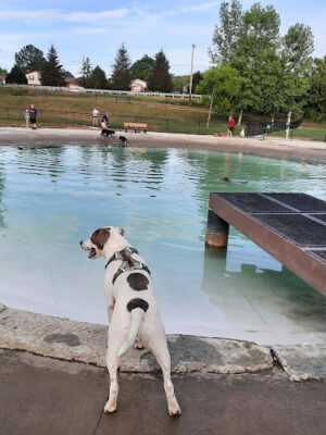 Furfield Dog Park