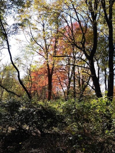Fort Island / Griffiths Park - Fairlawn, OH