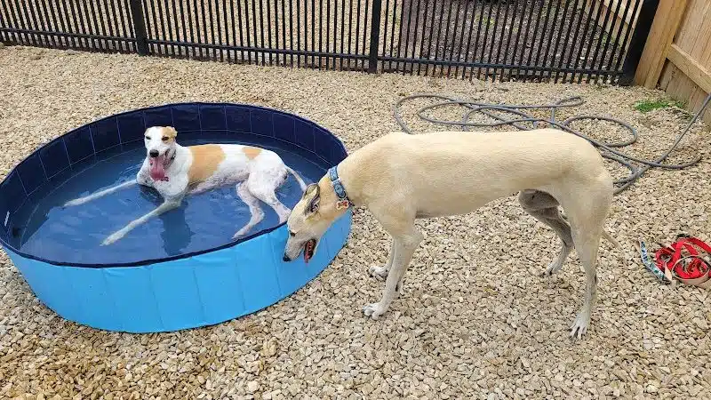 The Bark Park & Patio - Florence, KY