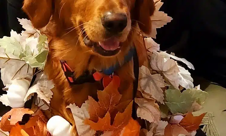 Ft Recovery Veterinary Center - Fort Recovery, OH