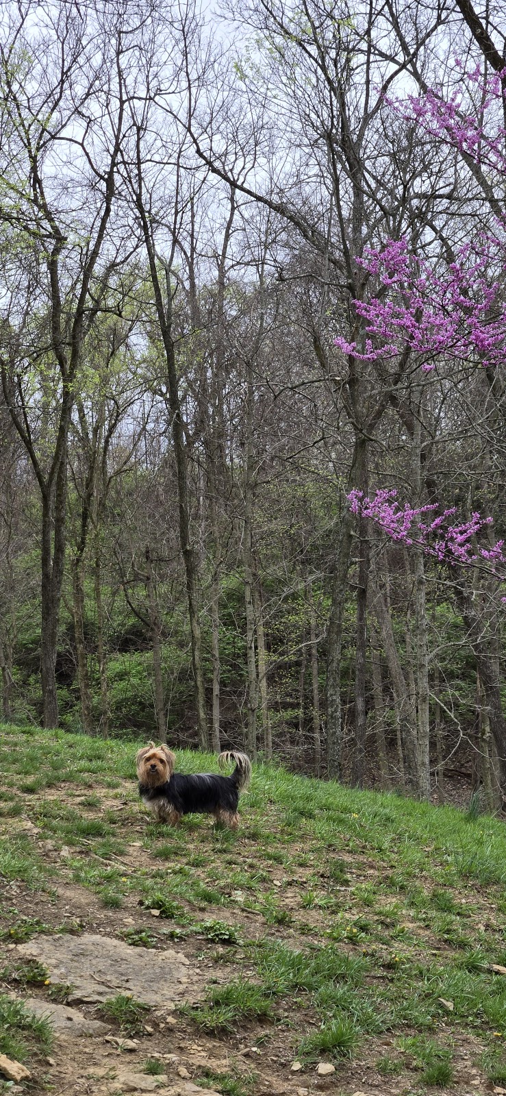 Fort Thomas Dog Park - Fort Thomas, KY