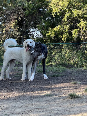 Fort Thomas Dog Park