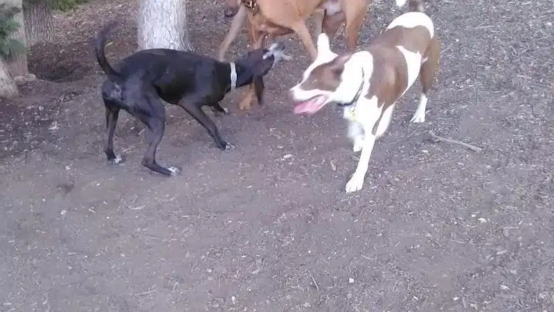 Fort Thomas Dog Park - Fort Thomas, KY