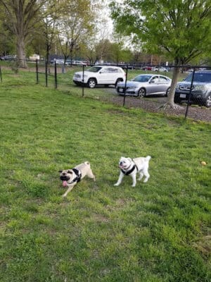 Fredericksburg Dog Park