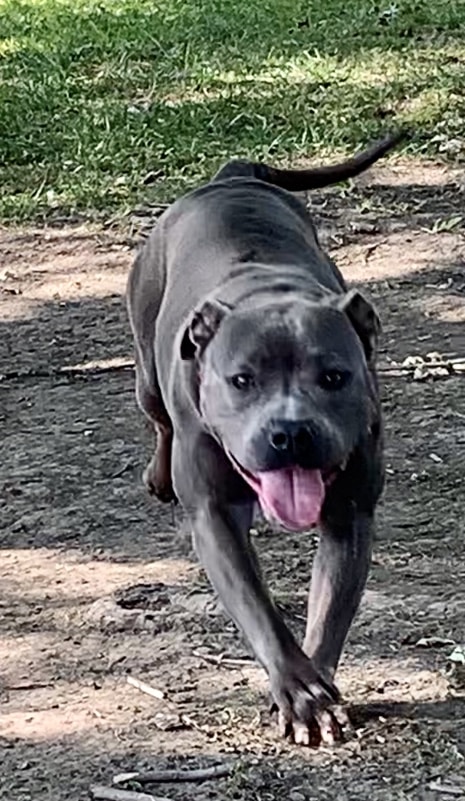 Fremont City Dog Park - Fremont, OH