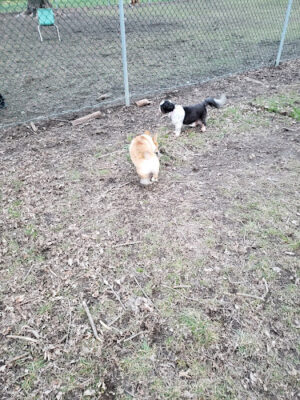 Fremont City Dog Park