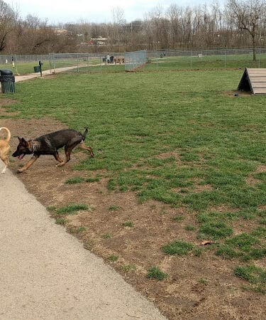 Pizzurro Park - Gahanna, OH
