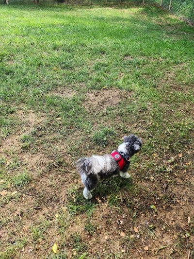 Galena Dog Park - Galena, IL