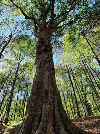 Alum Creek Hunting Area - Galena, OH