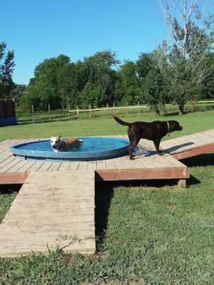 Adventure Mountain for Dogs and Boarding