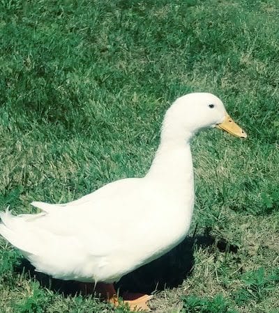 Clover Park - Galloway, OH