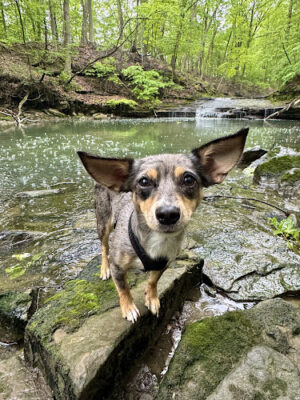 Wolf Creek Waterfall