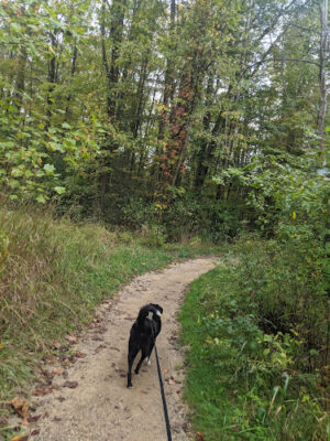Wilson Mills Trailhead