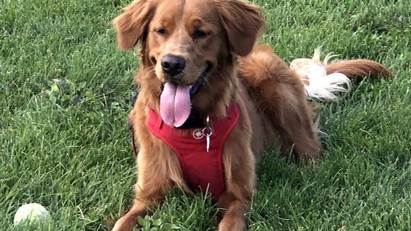 Homestead Howl Dog Park - Germantown, WI