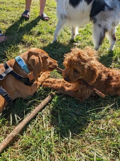 Homestead Howl Dog Park - Germantown, WI