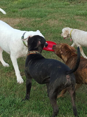 Dirty Dogg Grooming Spa