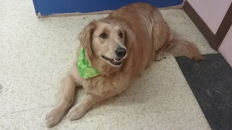 Dirty Dogg Grooming Spa - Gibsonburg, OH
