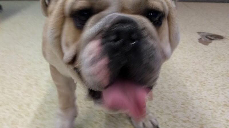Dirty Dogg Grooming Spa - Gibsonburg, OH