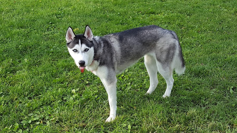 Robert L. Nelson Dog Park (Members Only) - Goshen, IN